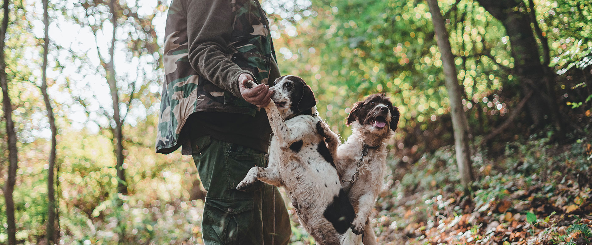 truffle hunt and walk in the wood